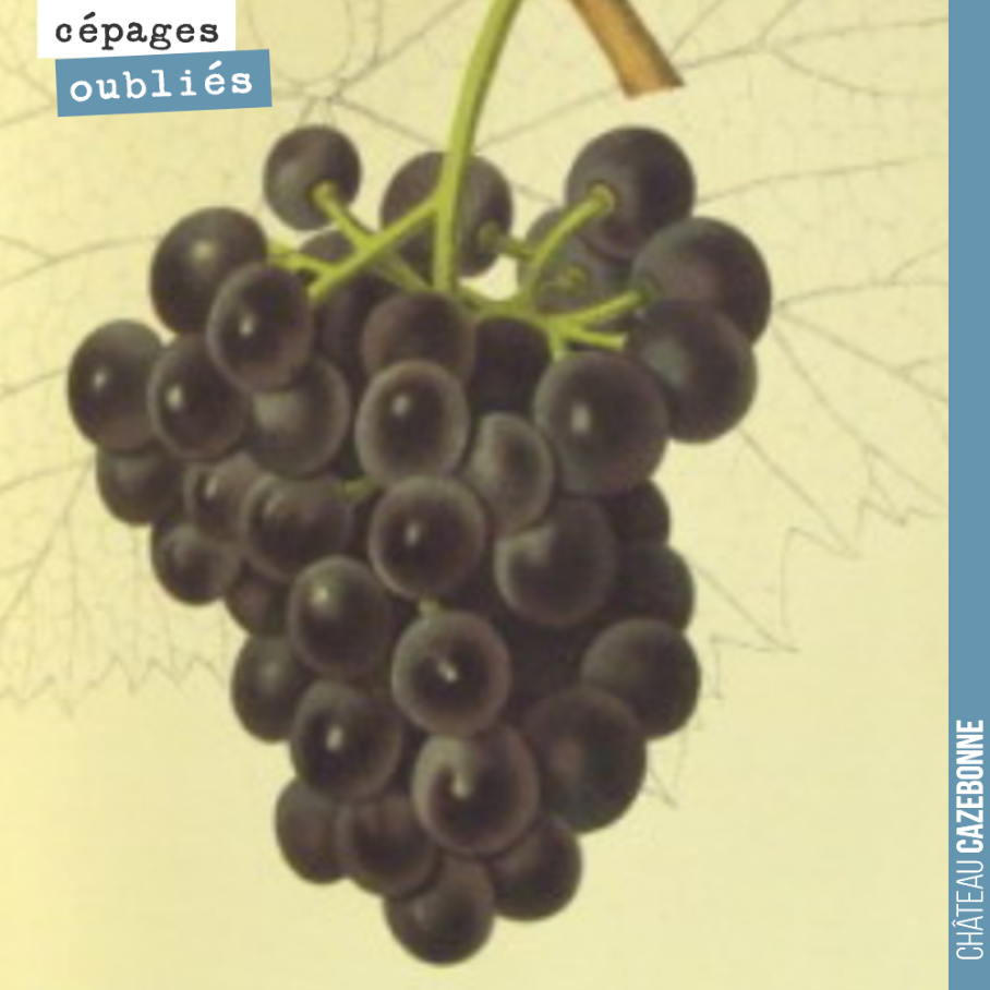 Toujours issu de l’ampélographie Le vignoble par A. Mas et V. Pulliat, paru en 1877, le cépage Béquignol replanté à Cazebonne cette année.