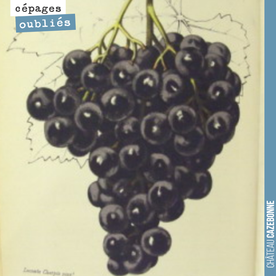 Le malbec était très présent en Gironde au 19ème siècle. Il représentait 25% de l’encépagement sur notre commune vers 1900. Un cépage qualitatif injustement oublié en Gironde (ou restant minoritair...
