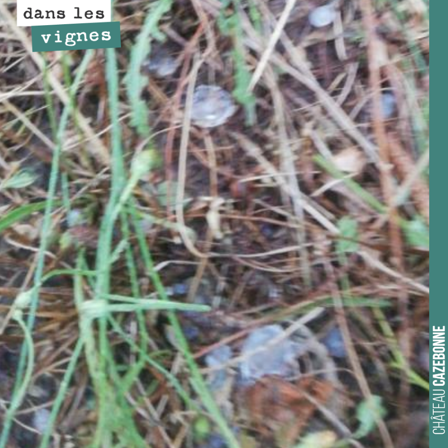 Déluges de pluie, grêle...
On voulait de l’eau.
On fera le point demain pour les dégâts. Et il va falloir éviter que le botrytis s’en mêle !