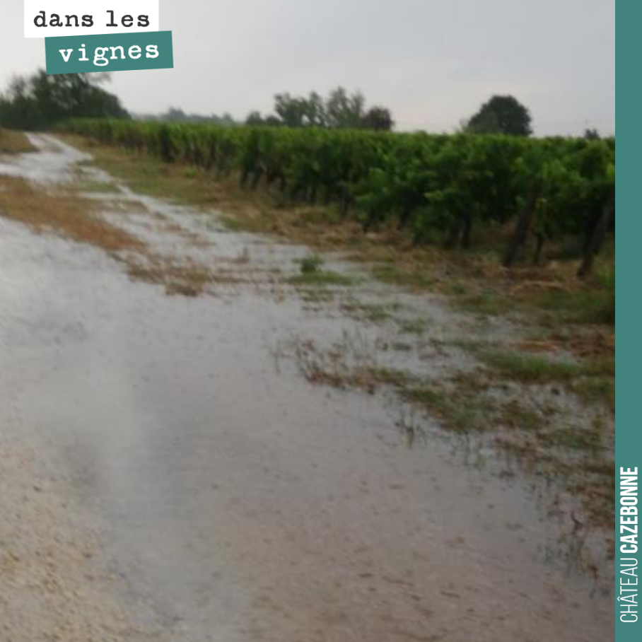 L’orage a été violent, hier vers 18 heures. Plus de 40mm de pluie mêlée à de la grêle.
Tout n’a pas eu le temps de pénétrer dans le sol, mais cette eau est vraiment la bienvenue.
Quand à la grêle...