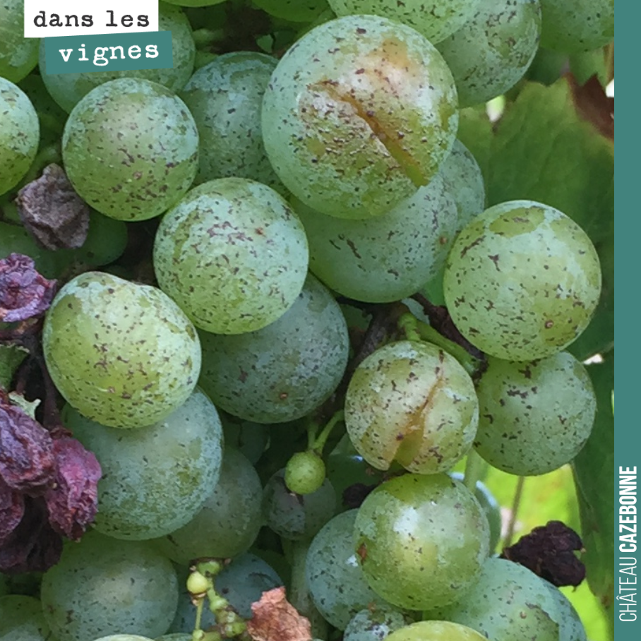 Sur les blancs, plus de possibilité de passer un cuivre à une dizaine de jours des vendanges.
On va poudrer avec de l’argile pour sécher le milieu.