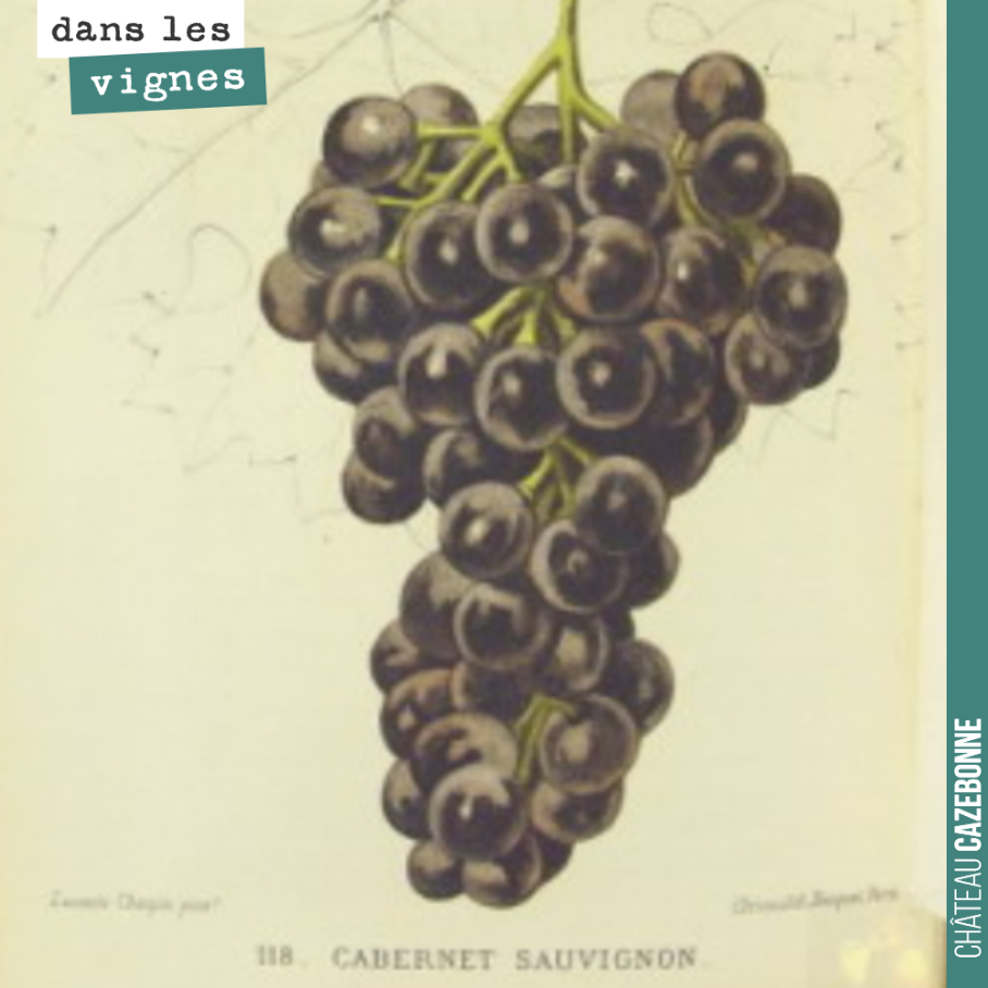 Le cabernet sauvignon ou petite vidure dans l’ampélographie de Pulliat et Mas en 1877.
Assurément depuis longtemps un très grand cépage à Bordeaux, que l’on trouvait principalement sur la rive gau...