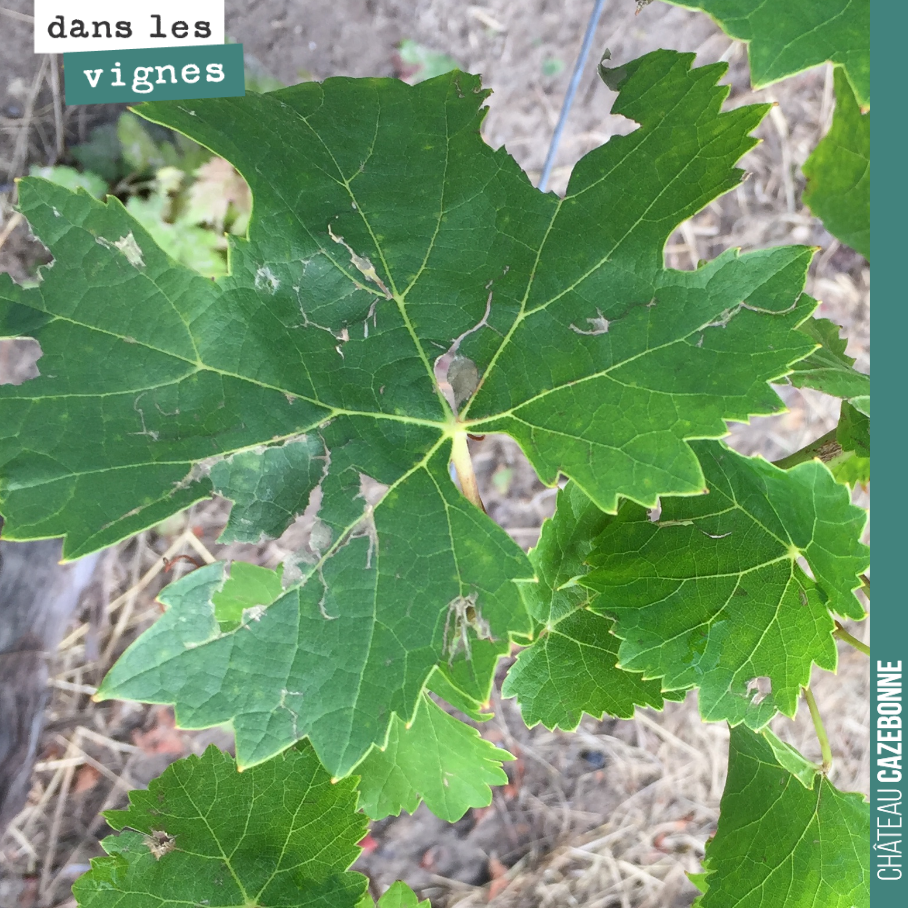 Dégâts de la grêle sur le feuillage. Heureusement, les bois avaient aouté. On aura donc des bois pour tailler cet hiver.
En 2018, la grêle a détruit notre récolte. Elle a aussi rendu très difficil...