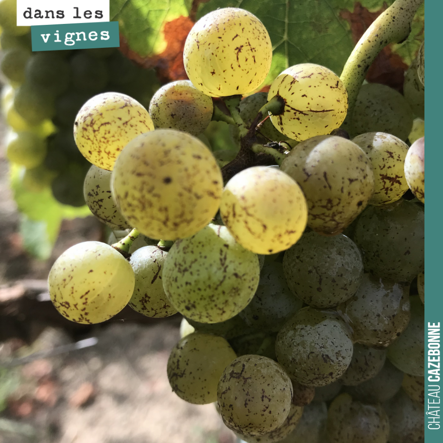 Contrôle de maturité ce matin sur les blancs, sauvignon et semillon.
On devrait récolter notre parcelle la plus précoce ce vendredi puis enchaîner la semaine prochaine.
On aura fini la vendange d...