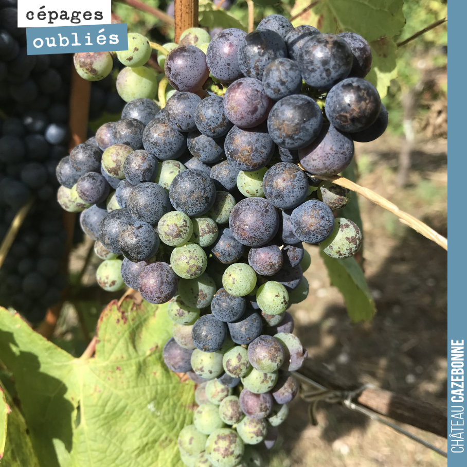 Notre première récolte cette année de cépages oubliés.
Ici une très belle grappe de Castets sur notre surgreffage à Cazebonne.
La véraison n’est pas terminée, il faudra attendre fin septembre pou...
