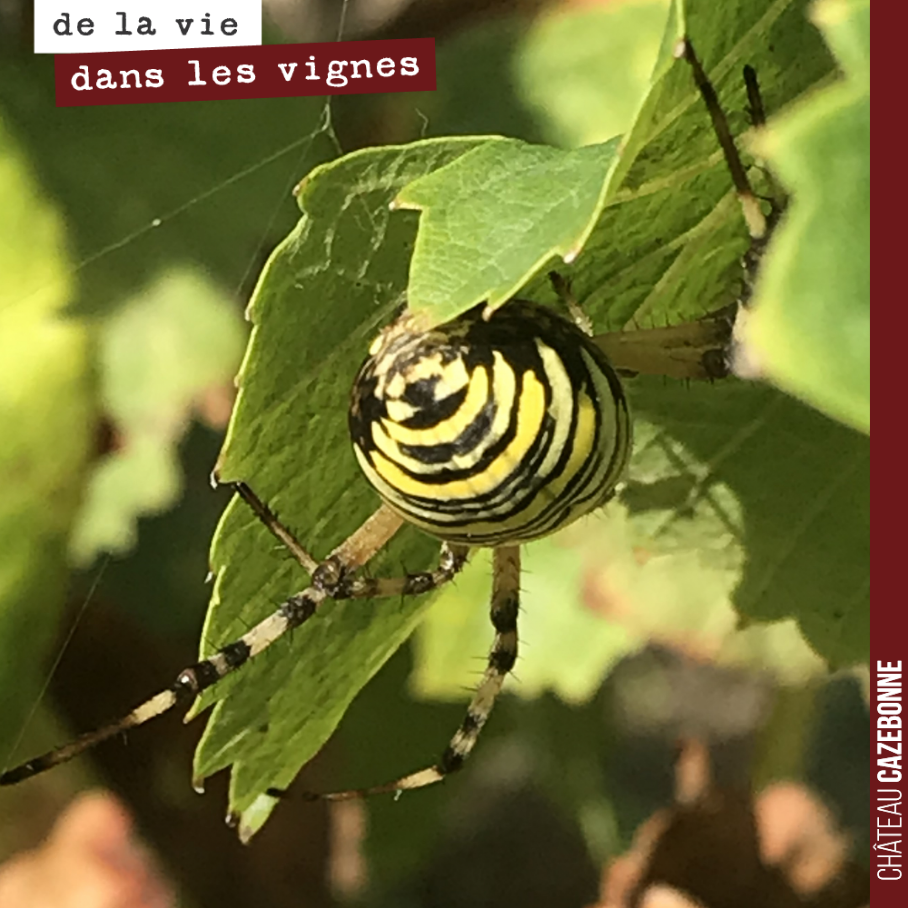 Joli spécimen d’argiope frelon dans les vignes.