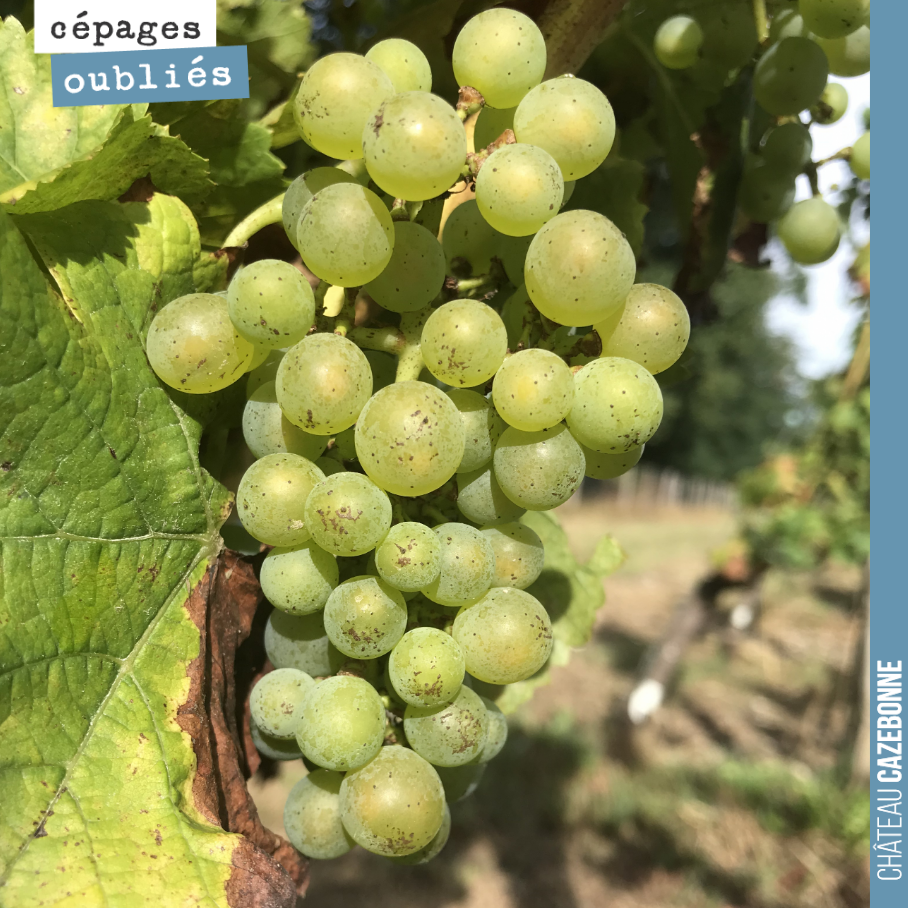 Une de nos vignes premières grappes de sauvignonasse.
On a hâte de vinifier cela !
