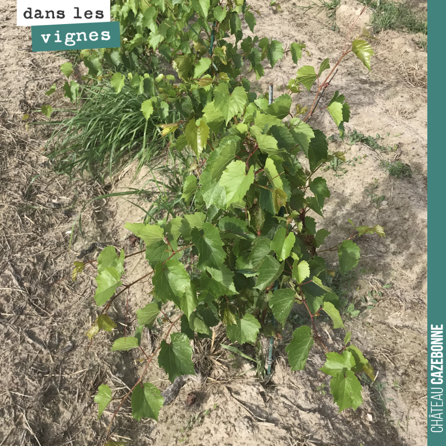 On a planté des porte-greffes sur la parcelle du Maine. Ils vont nous permettre de récolter des bois et de les planter à la place des manquants dans nos parcelles.
Dans 3 ou 4, nous pourrons venir...