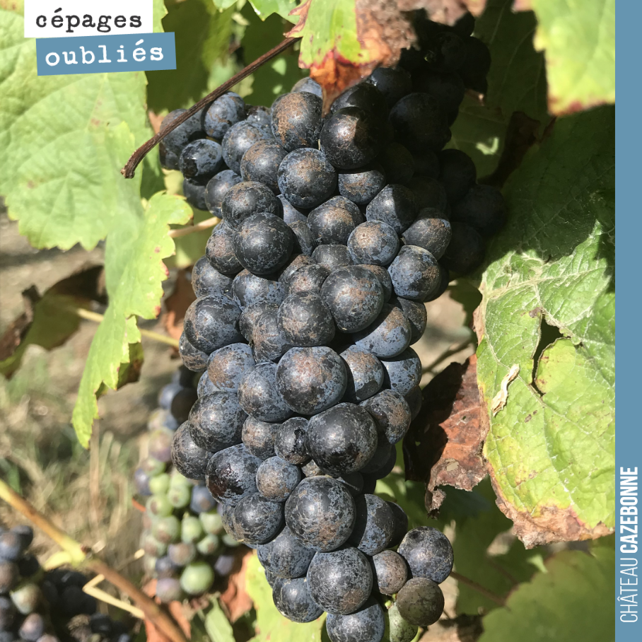 Une grappe de Castets qui mûrit doucement mais sûrement.
On devrait pouvoir élaborer cette année notre première cuvée de cépages oubliés.
Mais il n’y en aura pas beaucoup !