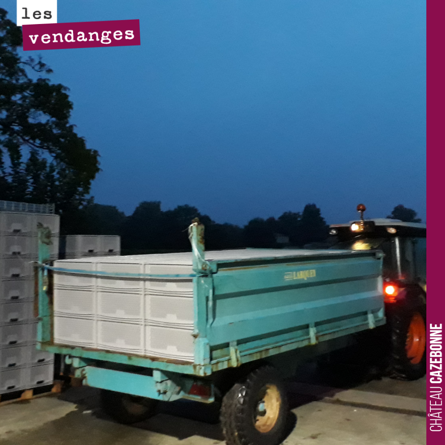 On était prêt aux aurores ce matin pour la première journée de vendange.
On va récolter à la main 150 caisses de sauvignon, sauvignon gris et sémillon coplantés sur notre parcelle de Bouché. Cela ...