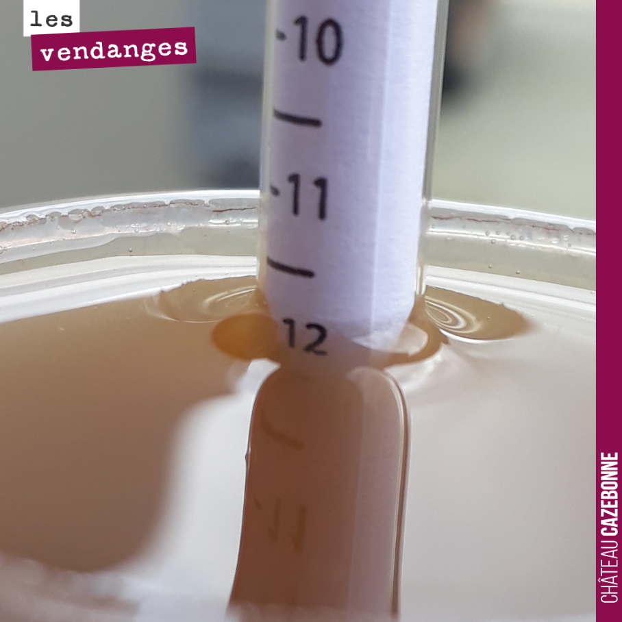 Premier jus sortant du pressoir à 12. Jus final un peu plus sucré.
Bien aromatique, avec de la tension.
Cela goûte très bien. Place au débourbage en refroidissant le jus, on va faire précipiter l...