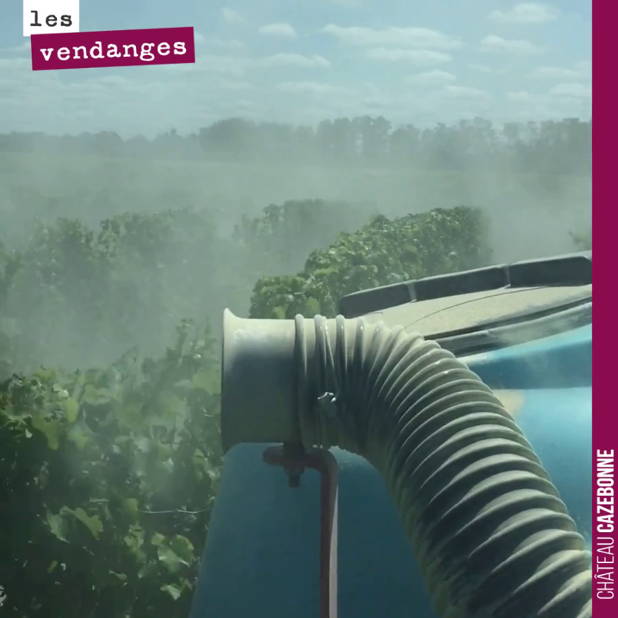 Retour sur le poudrage de la semaine dernière.
Une bonne vendange, c’est une récolte sans baies touchées par le botrytis (ou le moins possible). Aussi à la veille des vendanges, on a un recours à ...