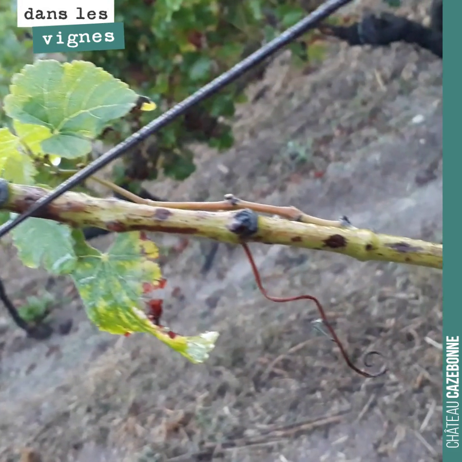 Un pied de vigne touché par l’esca. Le pied est condamné. Chaque année, on perd 1 à 2% de pieds à cause des maladies de bois. Cela nous demande, chaque année, un travail de coplantation important, ...