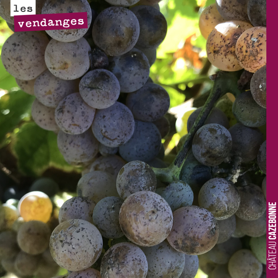 On vendange demain la parcelle de sauvignon gris de médecine.
Un joli lot qui équilibre les assemblages par sa belle fraîcheur.