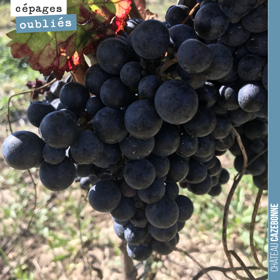 Le Saint-Macaire avance bien.
Première récolte cette année pour ce magnifique cépage autrefois aussi appelé Moustouzère.