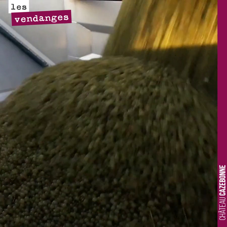 De l’or qui tombe du ciel !
Une vendange de sauvignon très saine. Elle va être bonne cette année la cuvée Entre amis ! Hâte de vous le faire goûter au printemps.