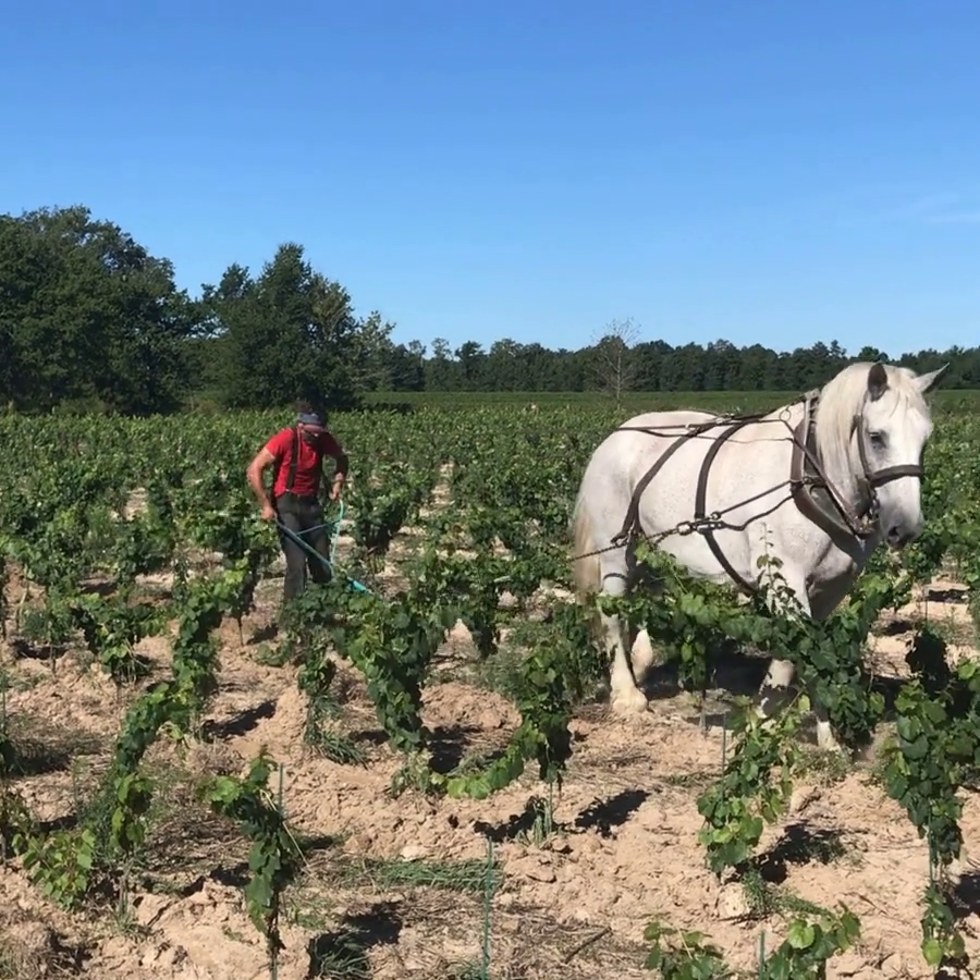 Dans les plantations de cépages oubliés, on fait appel au cheval. Un magnifique percheron qui nous permet de décavaillonner avec le maximum de précision.
La bonne implantation de la plante est vit...
