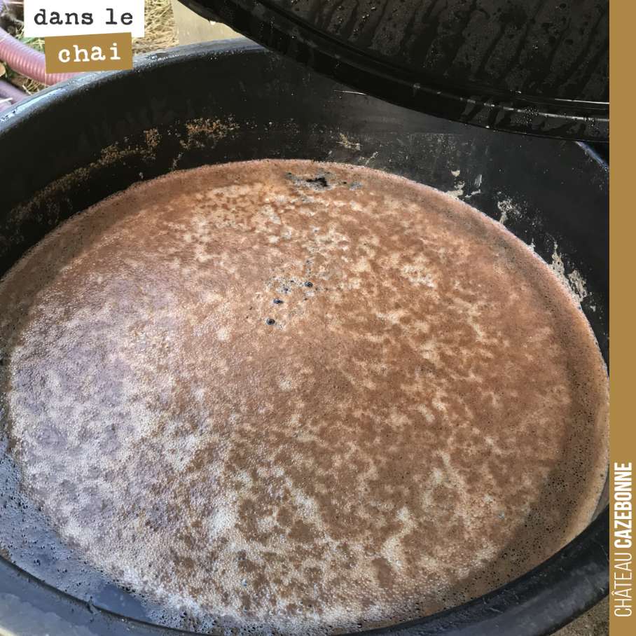 Pour nos fermentations en levures naturelles, nous avons recours au pied de cuve. Il s’agit de faire fermenter en amont une baste de raisins, afin de multiplier les levures et de pouvoir ensuite fa...