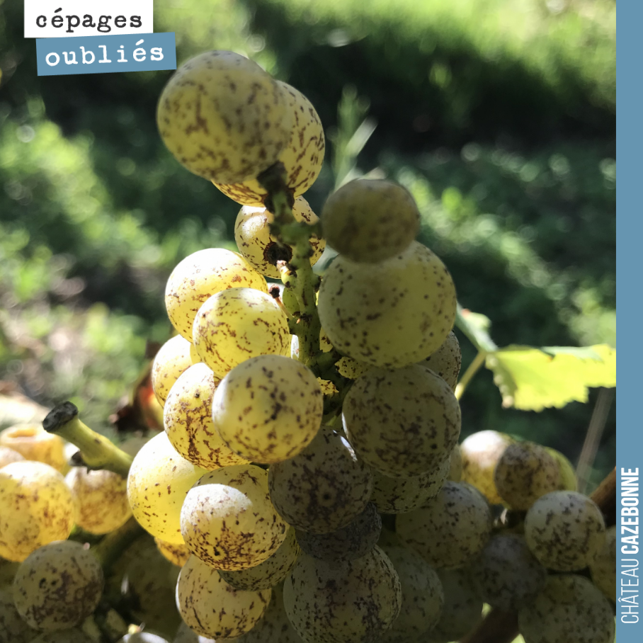 Nous récoltons lundi nos premières grappes de sauvignonasse.
Ce cépage est connu sous le nom de friulano en Italie et de sauvignonasse en Slovénie. On l’appelait autrefois aussi tokai friulano, ma...