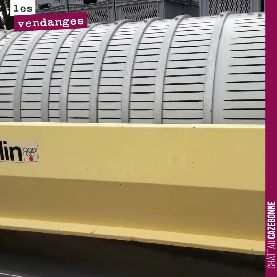 On presse quelques hectos de sauvignon gris, vendangés hier à la main dans notre petite parcelle de Médecine. Cela donnera deux barriques, d’un magnifique jus, qu’on utilisera pour nos assemblages.