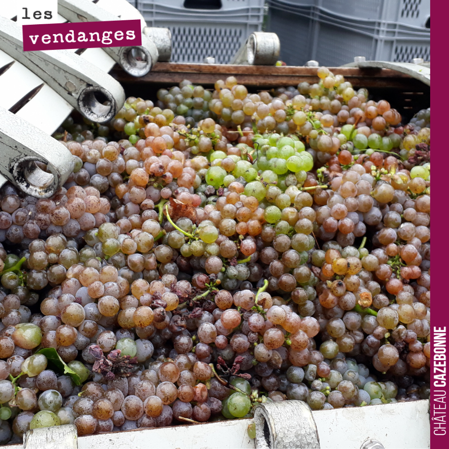 Le sauvignon gris est un cépage tout simplement magnifique.
25 caisses à presser. Ce n’est pas beaucoup, mais tellement aromatique.