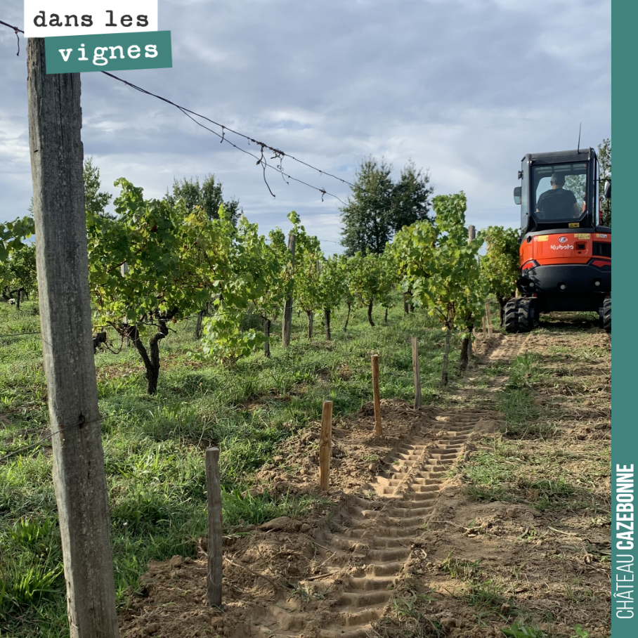 La récolte des blancs effectuée, on prépare le racotage de printemps de cette vieille parcelle de sauvignon et sauvignon gris.
Préparer les trous, ajout de terreau, pose d’un marquant. Tout sera p...