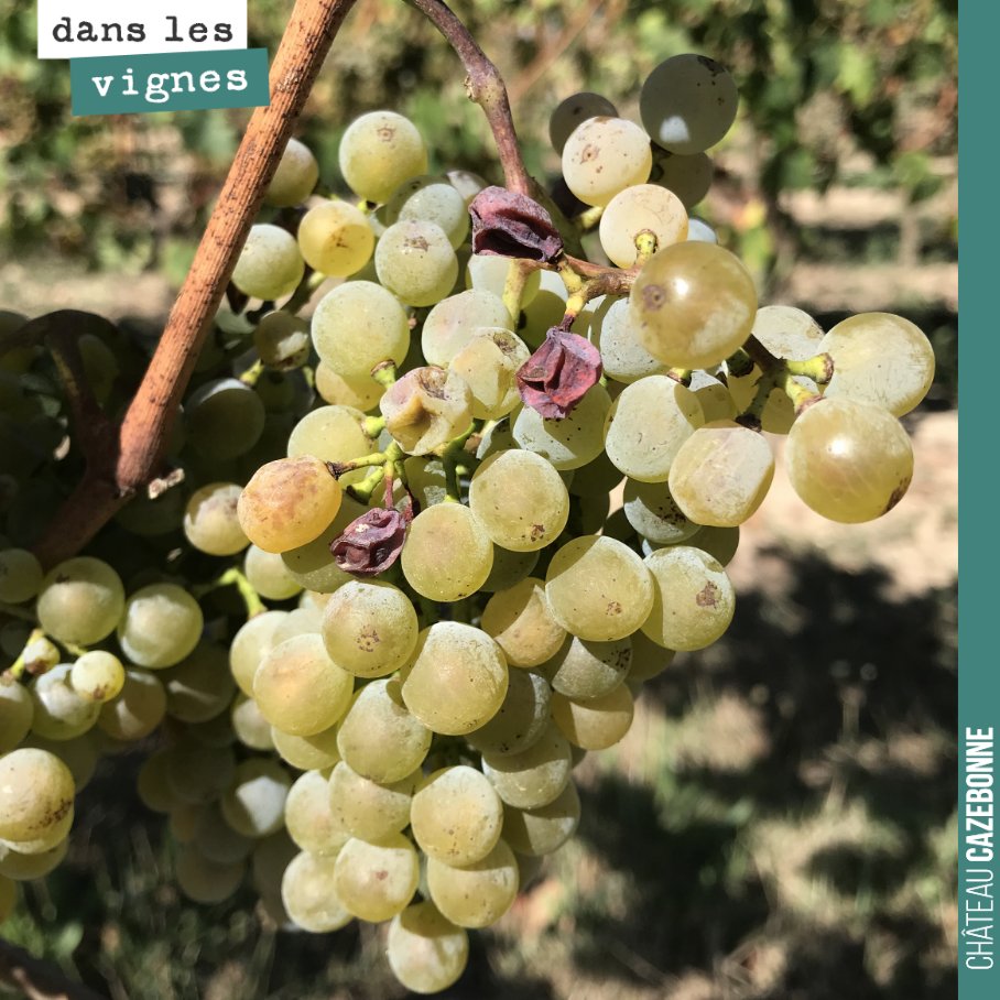 Visite hier chez notre voisin Château de Respide, pour aller déguster sur pied avant vendange les petit mansengs qu’il a planté. Très intéressant de voir comment ce cépage préserve son acidité sur ...