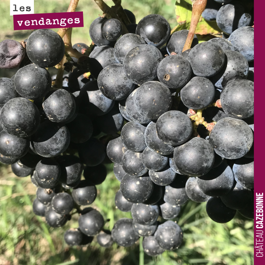 Dans les starting-blocks pour les merlots, on commence lundi sur nos parcelles les plus précoces. Avec 10 jours d’avance par rapport à l’année dernière, comme pour les blancs.
