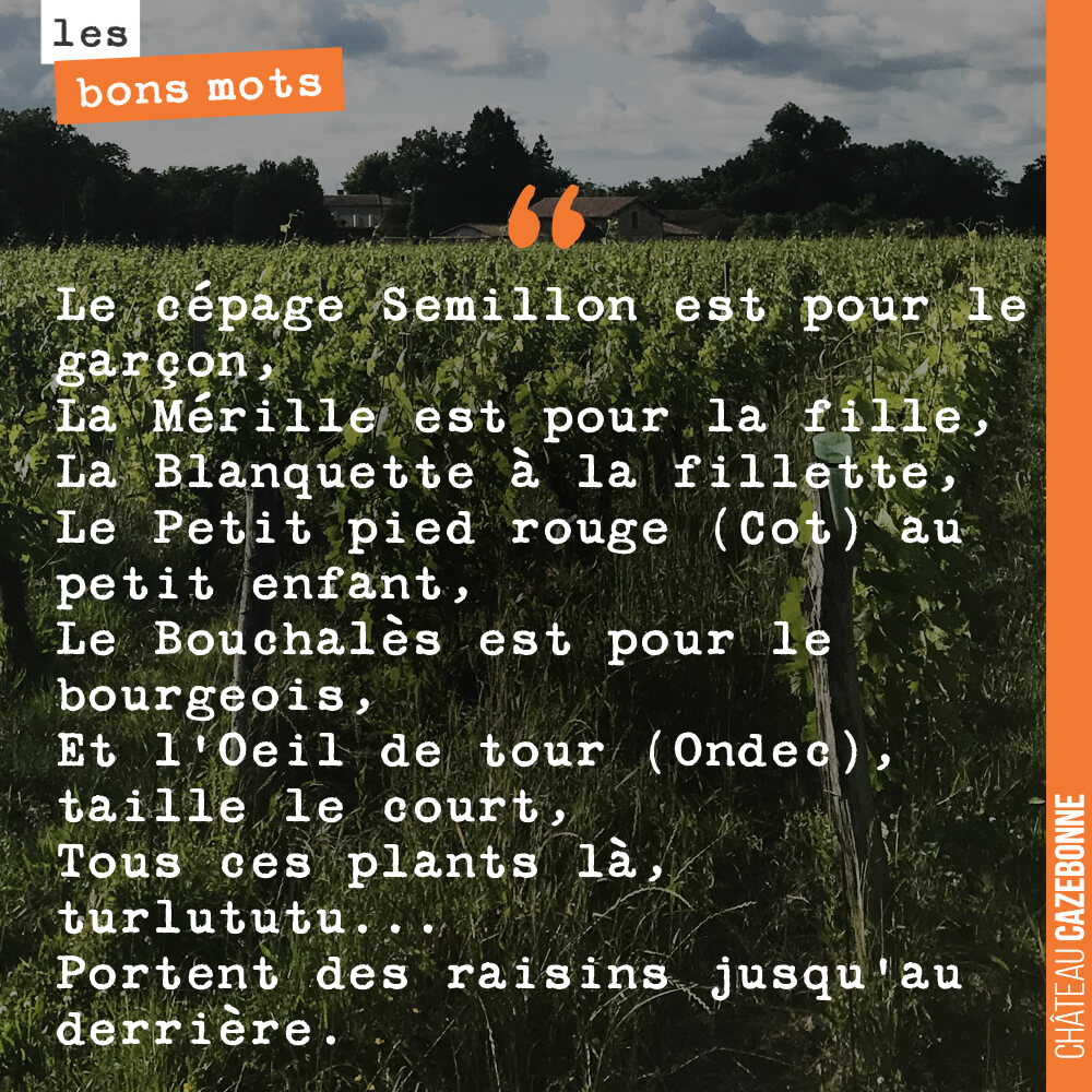 Le cépage Semillon est pour le garçon, La Mérille est pour la fille, La Blanquette à la fillette, Le Petit pied rouge (Cot) au petit enfant, Le Bouchalès est pour le bourgeois, Et l'Oeil de tour (Ondec), taille le court, Tous ces plants là, turlututu... Portent des raisins jusqu'au derrière.