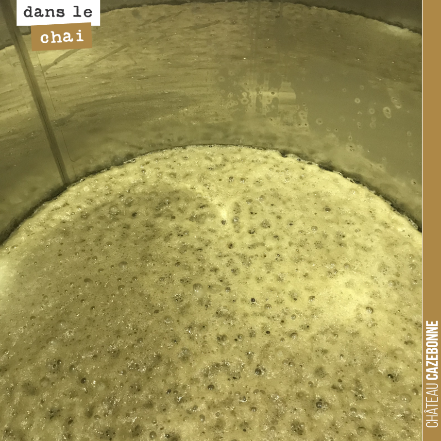Les fermentations des blancs se passent à merveille jusqu’à maintenant. On surveille.