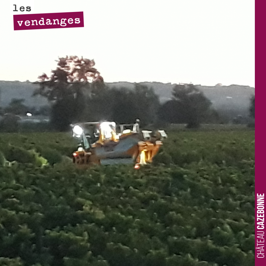 La machine a attaqué aux aurores pour vendanger, hier matin, nos merlots les plus précoces sur le plateau de Peyron. Nous avons 10 jours d’avance par rapport à l’année dernière.
De jolis raisins e...