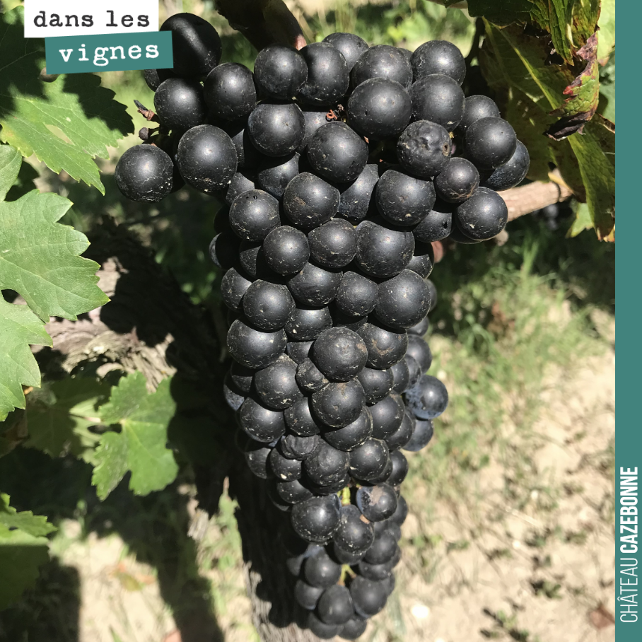 Nos derniers merlots sont magnifiques. On rentre ce qu’il reste lundi et mardi, avant les pluies annoncées fortes pour la fin de semaine prochaine.