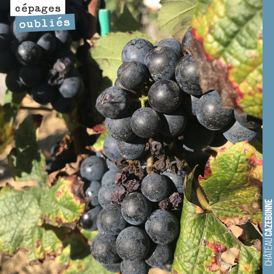 J’offre une bouteille au premier qui devine quel est ce cépage oublié de Bordeaux, replanté à Cazebonne !
Première (petite) vendange cette année !