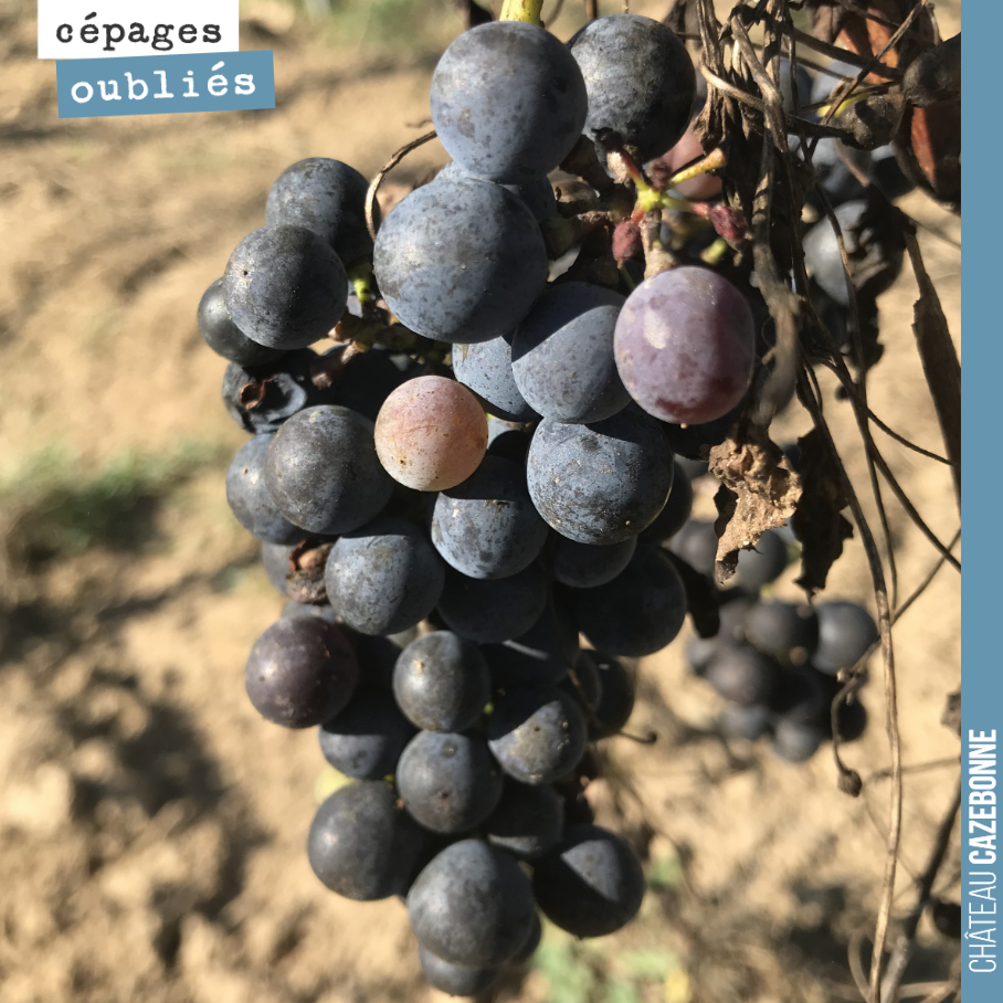 On va récolter nos premières grappes de petit verdot sur notre parcelle de Darche. Un joli terroir qui ne soufre pas trop de la sécheresse et qui convient au petit verdot.
En tout cas, ce n’est pa...