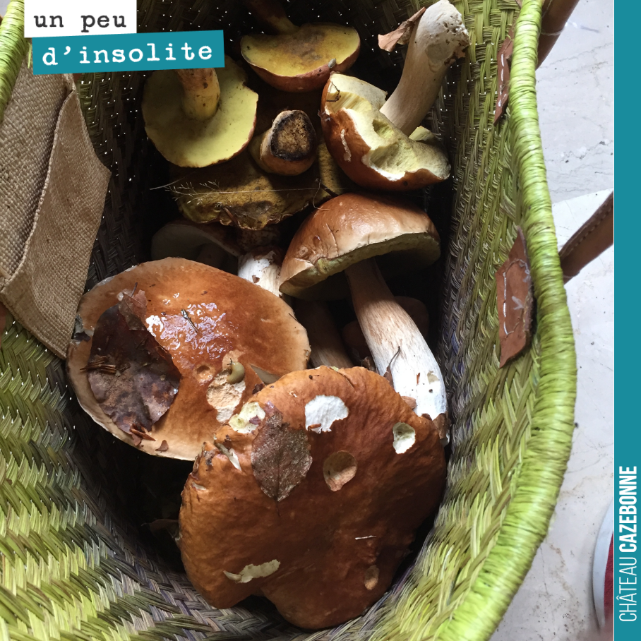 Tout le monde n’est pas sujet à la sécheresse. Mon frère a ramassé ces cèpes en Normandie.