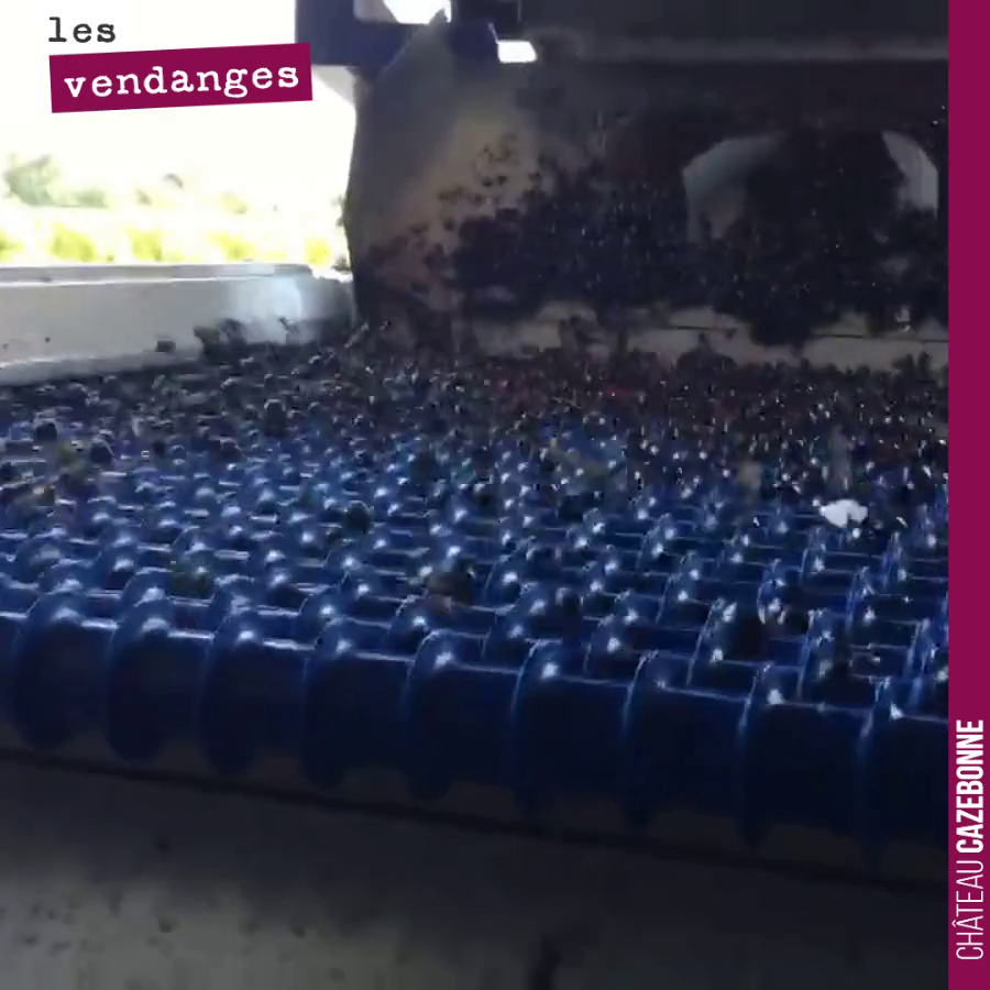 On continue les vendanges avec nos derniers merlots. On craignait des degrés élevés causés par l’absence d’eau. Au final, aucune cuve ne dépasse les 14 degrés d’alcool potentiel. Par contre, la qua...