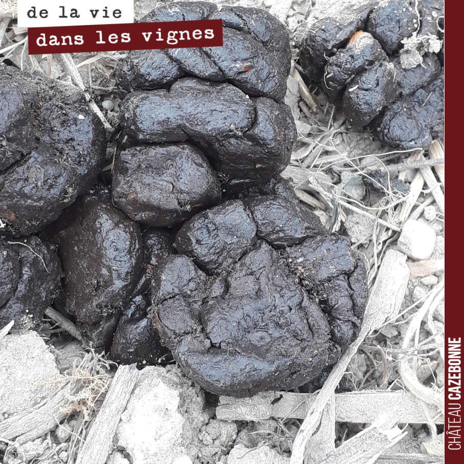 Les sangliers sont bien là sur notre parcelle de Couet.
Attention, ça aime les raisins ces bêtes là !