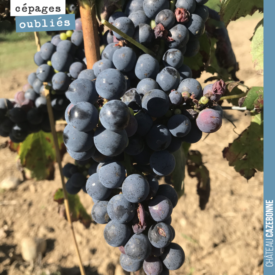 Dernière ligne droite pour le Bouchalès, on le vendange en ce début de semaine. Un magnifique cépage de fruit, pas trop alcoolisé (on attend la première analyse) qui devrait permettre d’élaborer de...
