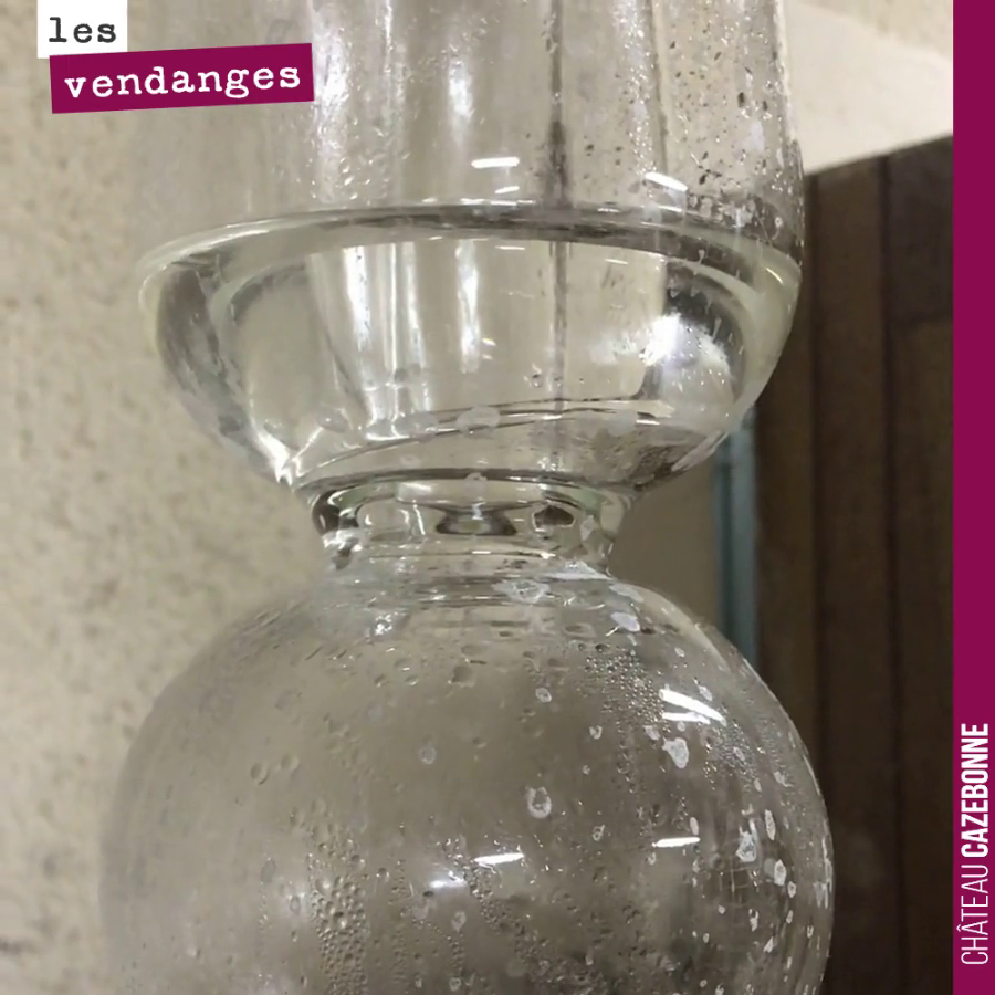 Les blancs finissent leurs fermentation en amphore, en témoigne le CO2 qui se dégage dans la bonde.