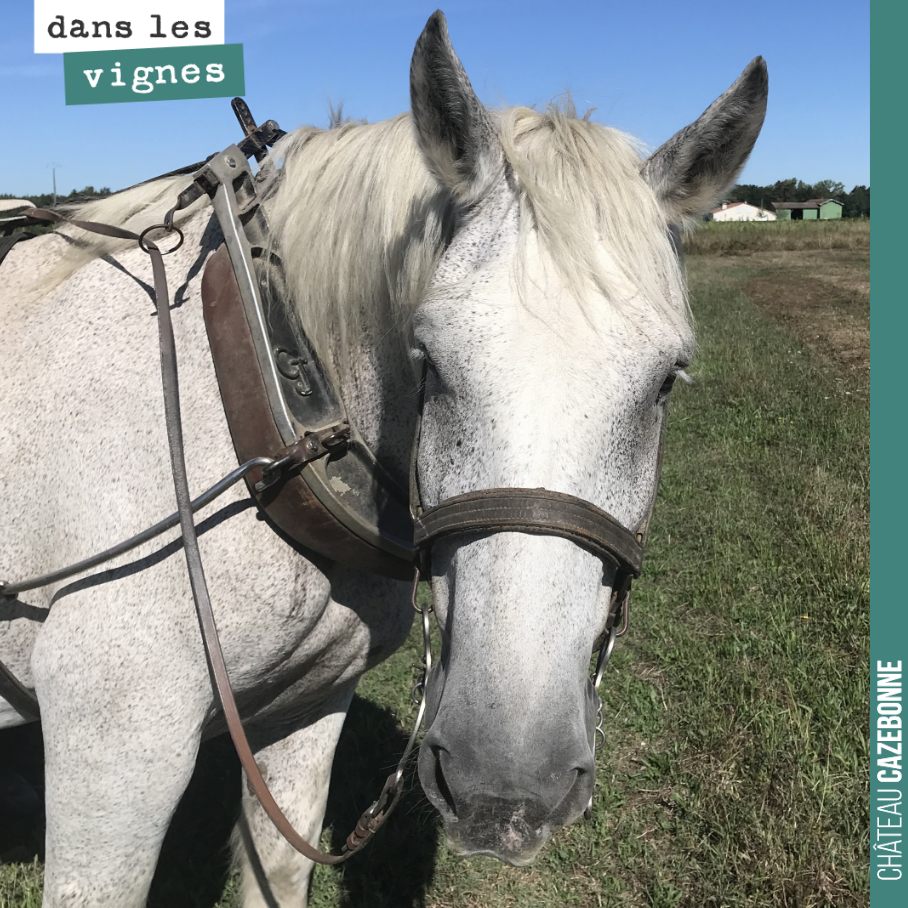 Il a une bien bonne tête ce percheron.
Bonne journée !