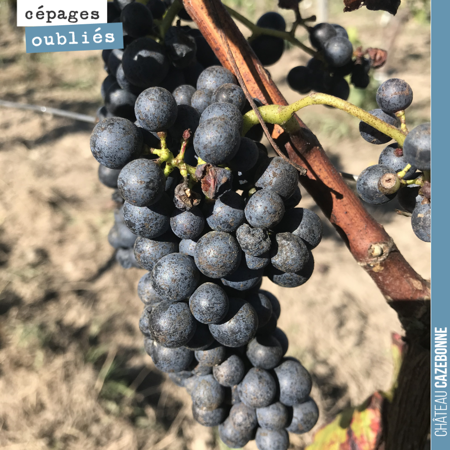 Le Mancin n’est pas encore mûr. Certainement le dernier que l’on vendangera, après le cabernet sauvignon.