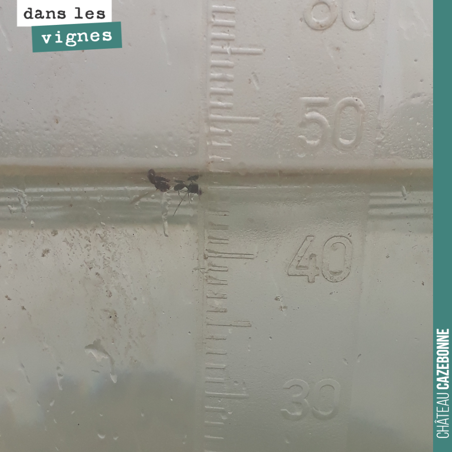 Pas facile la météo !
Cela fait trois semaines que l’on attend de la pluie pour finir la maturité des rouges, genre 20 mm.
Et quand cela veut bien tomber, on prend 45mm sur un orage. Et d’autres ...
