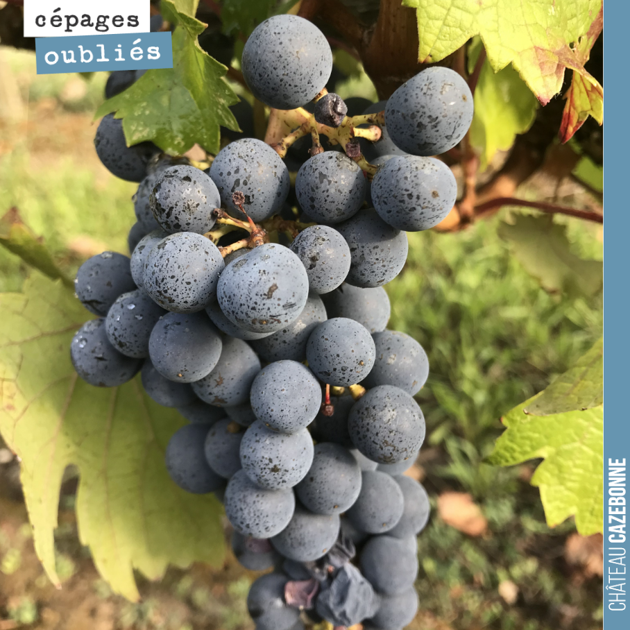 Je suis allé goûter et découvrir, chez un vigneron du Blayais, un cépage que je ne connaissais pas : le cabernet malbec, issu d’un croisement entre le cabernet-sauvignon et le malbec.
Il me parait...