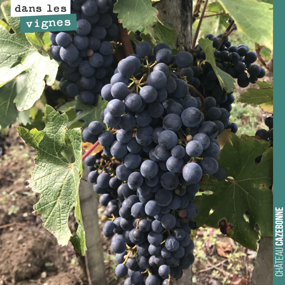 On commence lundi la récolte des cabernet-sauvignons. C’est bien mûr et on ne voit aucunes traces de pourriture, malgré les pluies abondantes de ces derniers jours. Mais il ne faut plus attendre. ...