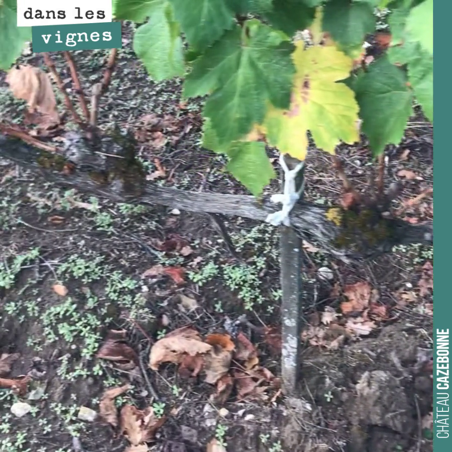 Magnifique pied de malbec datant de 1912 ou 1913.
Une antiquité !