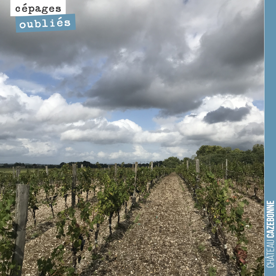 Vendange ce matin des Mancins surgreffés sur notre magnifique croupe de Graves de Cazebonne.
Les raisins goûtent super bien, on va faire de grandes choses ici dans les prochaines années.