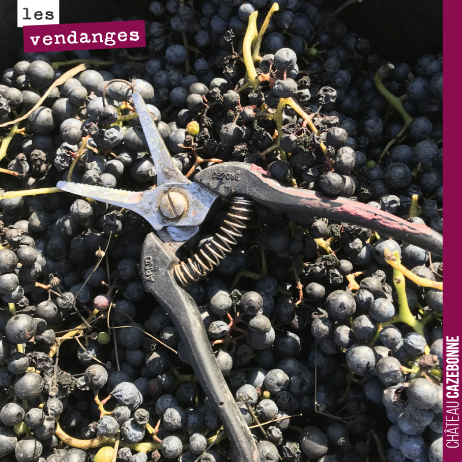 On a terminé aujourd’hui les vendanges sous un bol soleil.
600 kilos pour notre première récolte de ce magnifique cépage Mancin. Il a clôturé les vendanges et on a bien faire de le récolter après ...