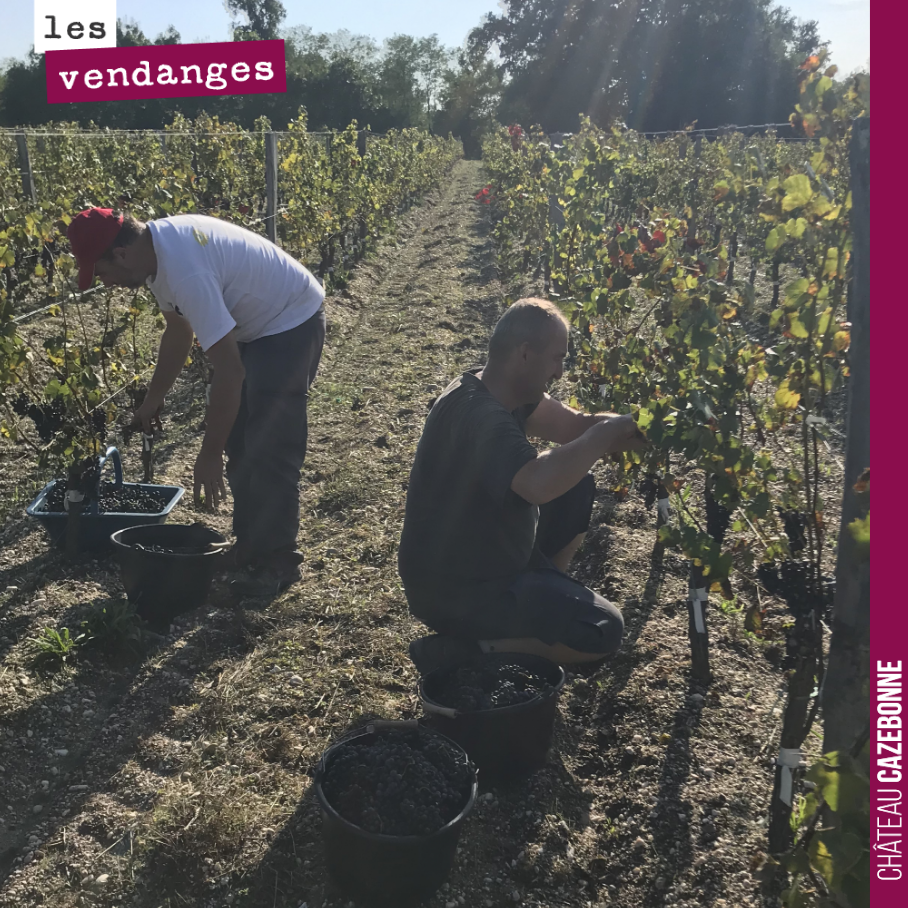 David, Bruno et votre serviteur vendangeant les dernières grappes de Mancin, sous le soleil, mercredi...