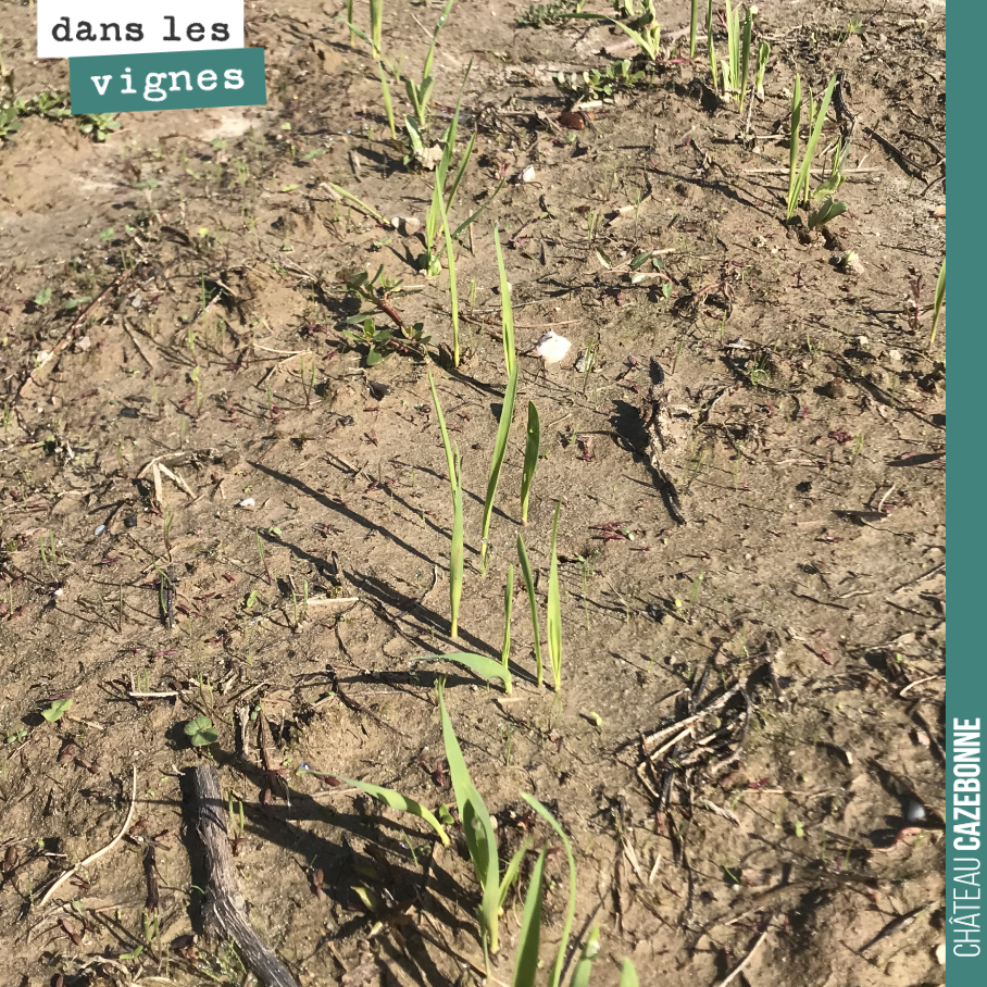 Nos semis effectués juste après les vendanges lèvent déjà. Il nous reste une dizaine d’hectares à semer pour nos couverts végétaux. Après les pluies du week-end, on va maintenant attendre une fenêt...