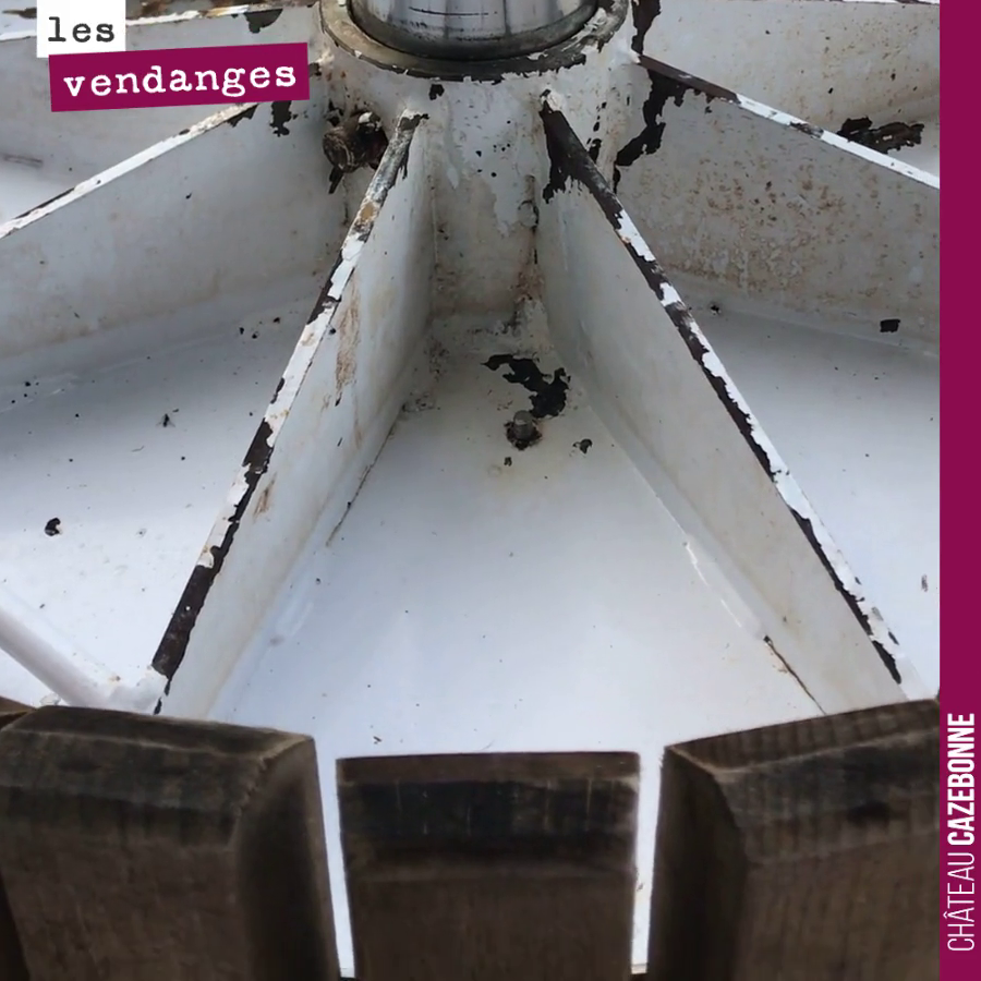 On presse le Saint-Macaire. 400 litres seulement, alors on a ressorti ce vieux (mais très utile) pressoir vertical.